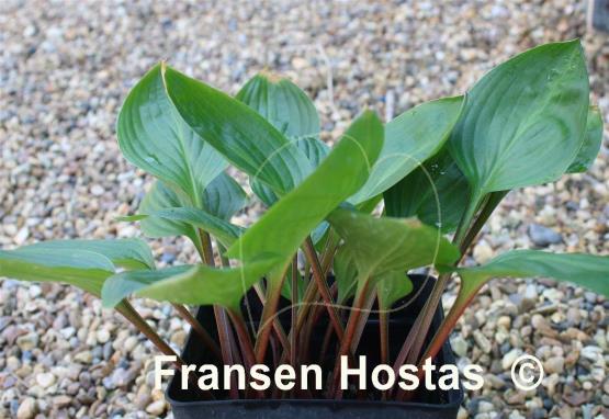 Hosta Bedford Wakey Wakey